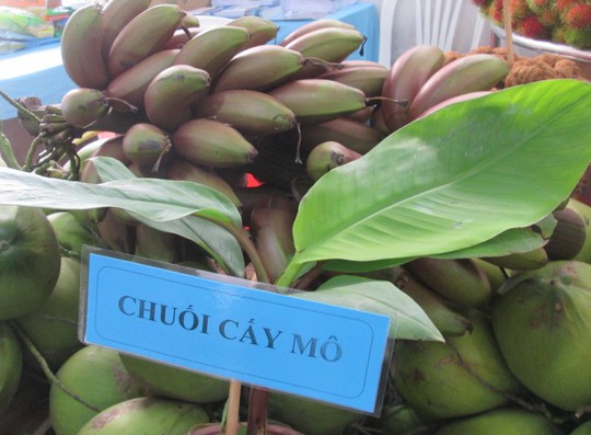 Thực hư về loại chuối đỏ 300.000 đồng/kg - Ảnh 4.