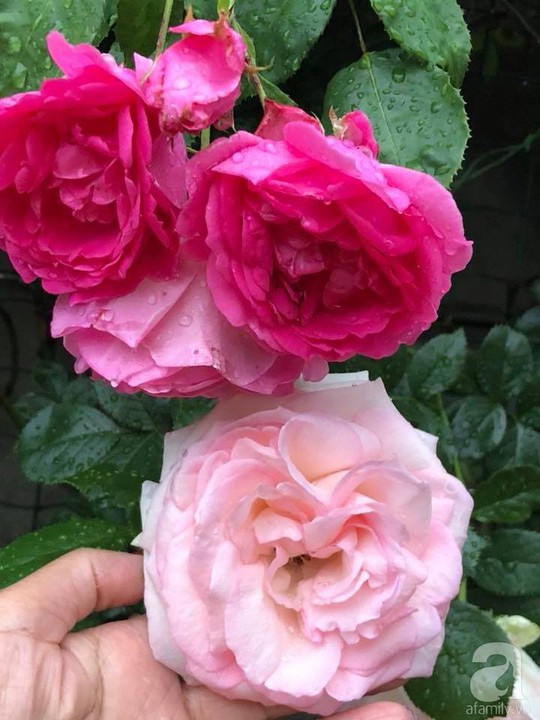 Khu vườn rộng 500m² với hàng trăm gốc hồng đẹp rực rỡ - Ảnh 6.