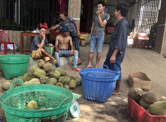 Thực hư về “sầu riêng ăn trả hạt giá 15.000 đồng/kg - Ảnh 3.