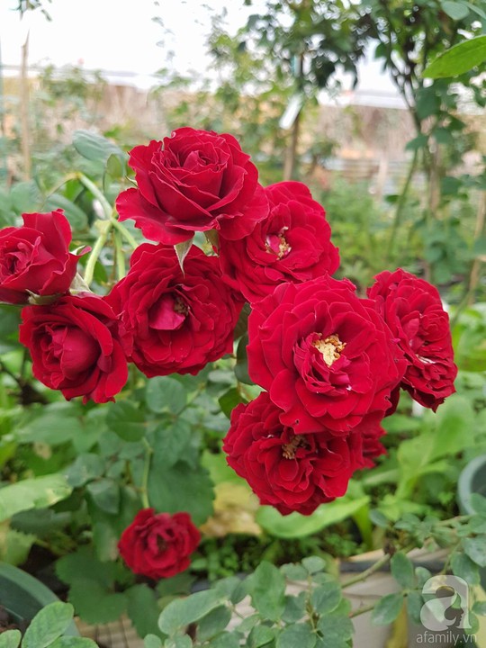Mê mẩn khu vườn hoa hồng đẹp như mơ ở Đà Lạt - Ảnh 5.