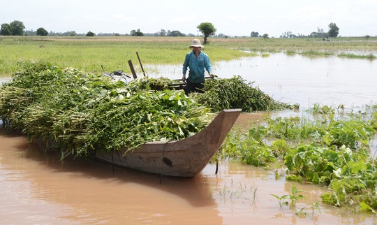 Đỉnh lũ năm 2018 tại ĐBSCL tiềm ẩn nhiều nguy cơ - Ảnh 1.