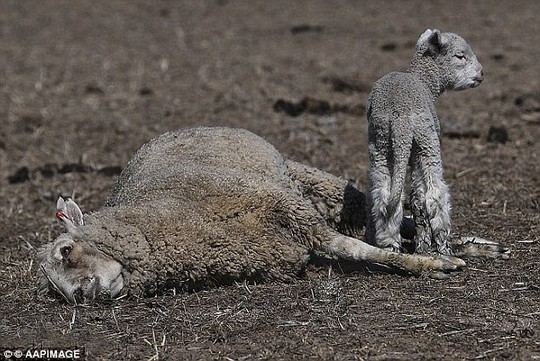 Úc: Hạn hán nặng, chuột túi chết trơ xương - Ảnh 7.