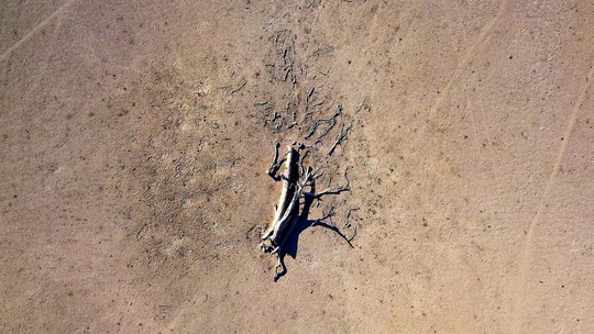 Úc: Hạn hán nặng, chuột túi chết trơ xương - Ảnh 3.