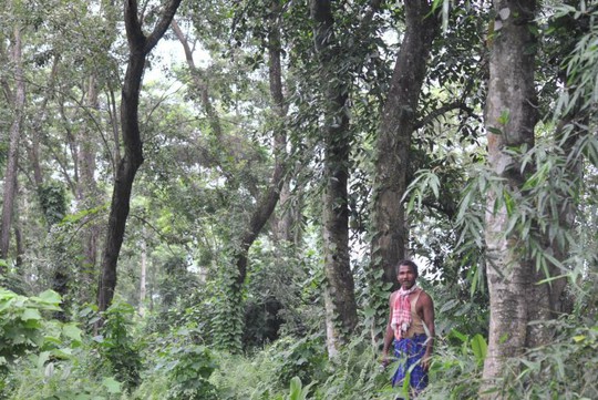 Người đàn ông một mình trồng rừng rộng 550 hectare trong 40 năm - Ảnh 2.