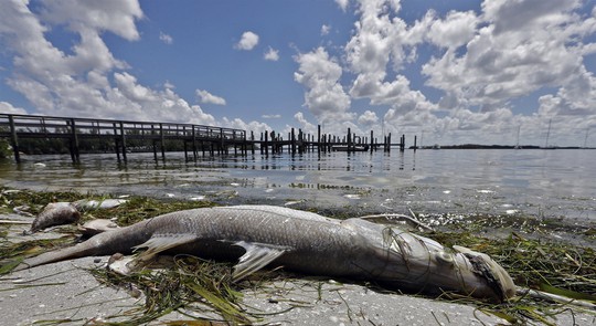 Mỹ: Thủy triều đỏ khiến 300 tấn cá phơi xác - Ảnh 4.