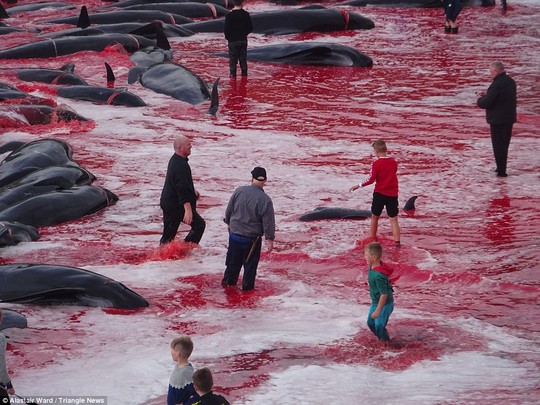 Hãi hùng cảnh tàn sát cá voi, nước biển chuyển màu máu - Ảnh 2.