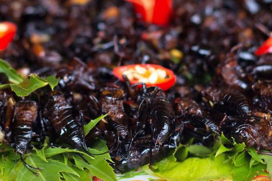 Dế xào sả ớt - món ăn níu chân du khách ở Lâm Đồng - Ảnh 8.