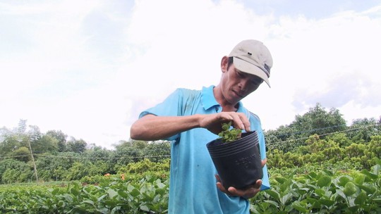 Nông dân Sa Đéc thuần hóa nhiều giống cây kiểng độc, lạ - Ảnh 1.