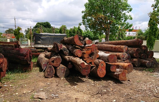 Khởi tố hạt trưởng kiểm lâm tiếp tay cho trùm gỗ lậu Phượng râu - Ảnh 2.