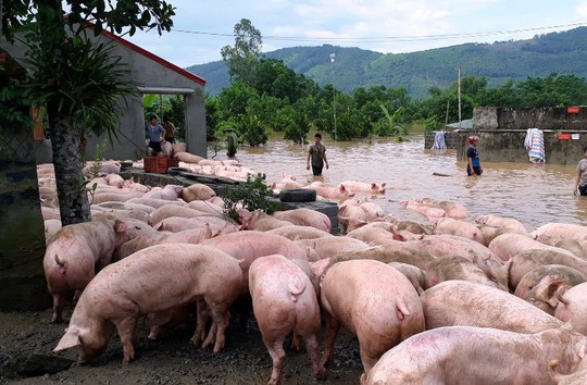 Mưa lũ dồn dập, thiệt hại nặng nề - Ảnh 1.