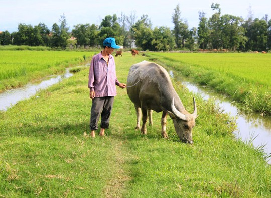 Oái oăm việc trâu, bò ra đồng gặm cỏ phải đóng phí 100.000 đồng! - Ảnh 1. Oái oăm việc trâu, bò ra đồng gặm cỏ phải đóng phí 100.000 đồng! - Ảnh 1.