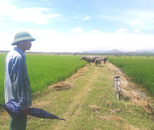 Nhiều khoản phí lạ ở Quảng Bình: Trâu, bò, vịt, máy cày,… ra đồng phải đóng phí - Ảnh 1. Nhiều khoản phí lạ ở Quảng Bình: Trâu, bò, vịt, máy cày,… ra đồng phải đóng phí - Ảnh 1.