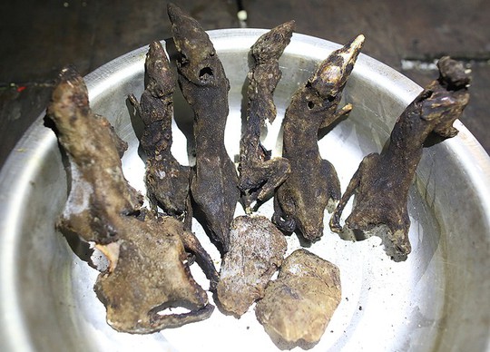 Đặc sản chuột ăn hạt sâm đãi khách quý ở núi Ngọc Linh - Ảnh 6.