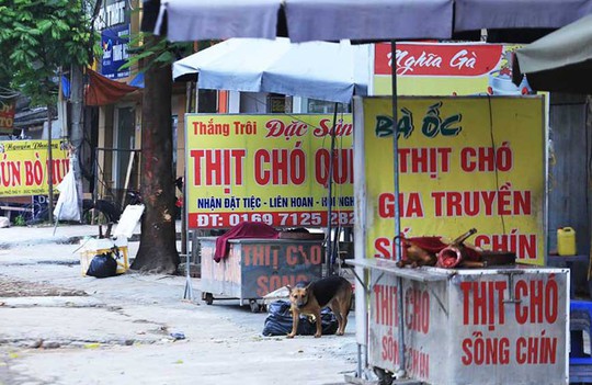 Nói không có thịt chó? - Ảnh 1. Nói không có thịt chó? - Ảnh 1.