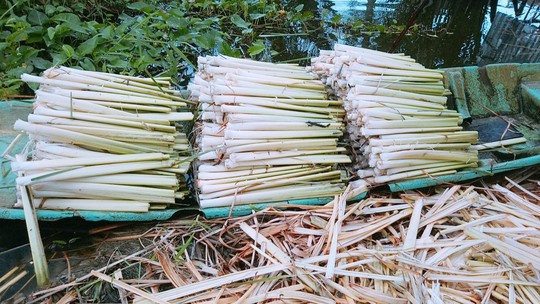 Về Cà Mau, sẽ hối hận nếu không thưởng thức đặc sản bồn bồn - Ảnh 2. Về Cà Mau, sẽ hối hận nếu không thưởng thức đặc sản bồn bồn - Ảnh 2.