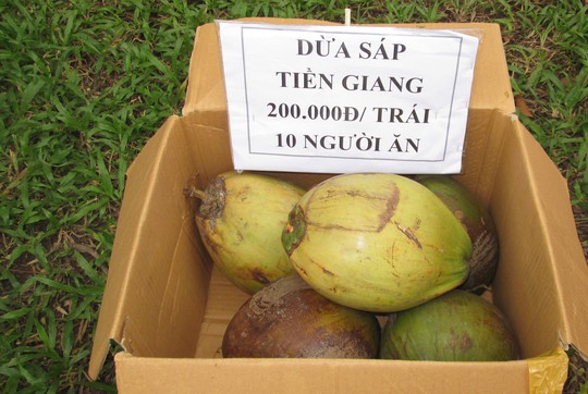 Dừa sáp 250.000 đồng/quả, nông dân rủ nhau mua dừa giống về trồng - Ảnh 1.