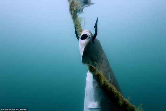 Hàng ngàn cá mập bị đánh bẫy tàn bạo để bảo vệ con người - Ảnh 2.