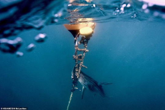 Hàng ngàn cá mập bị đánh bẫy tàn bạo để bảo vệ con người - Ảnh 3.