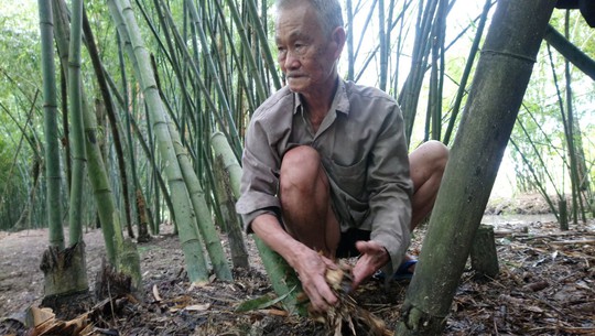 Lão nông 83 tuổi tăng thu nhập nhờ “níu kéo” lũy tre làng - Ảnh 1.