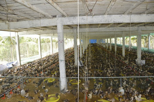 Chuồng 2 tầng nuôi gà nòi lai giúp một nông dân “hốt bạc” - Ảnh 2.