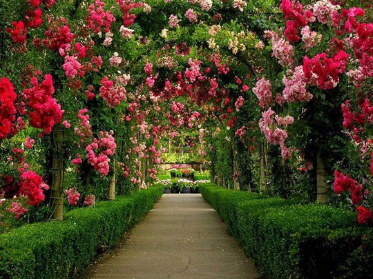 Những vườn hoa đầy mê hoặc ai cũng thích | Admicro