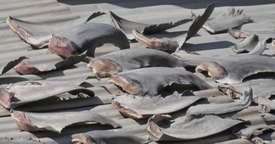 Đại sứ quán trả lời về vụ phơi vây cá mập trên mái nhà ở Chile - Ảnh 1.