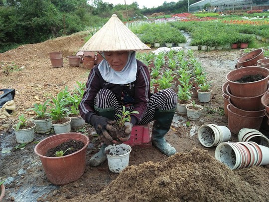 Chùm ảnh: Ngắm làng hoa Vân Dương vào mùa vụ Tết - Ảnh 8.