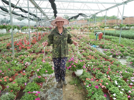 Chùm ảnh: Ngắm làng hoa Vân Dương vào mùa vụ Tết - Ảnh 2.