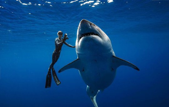 Cá mập trắng “quái vật” bất ngờ xuất hiện ngoài khơi Hawaii - Ảnh 2.