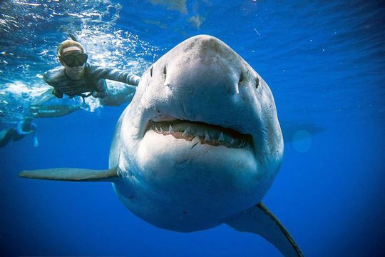 Cá mập trắng “quái vật” bất ngờ xuất hiện ngoài khơi Hawaii - Ảnh 1.