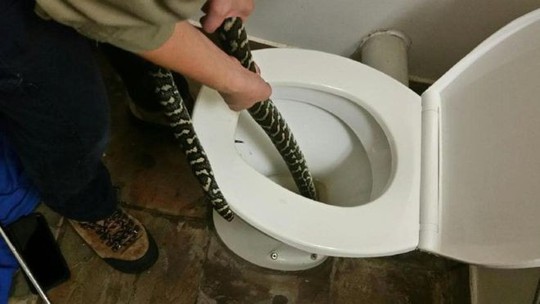 Bị rắn trong bồn cầu cắn khi đi vệ sinh - Ảnh 1.