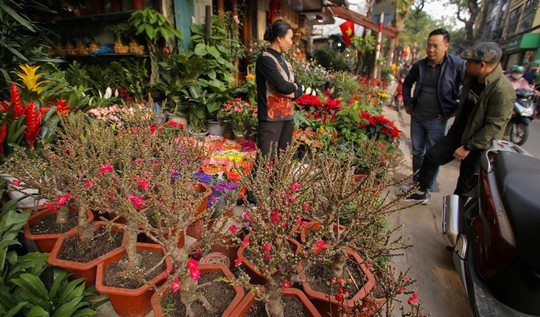 Đào mini Trung Quốc giá tiền triệu tràn ngập chợ hoa - Ảnh 1.