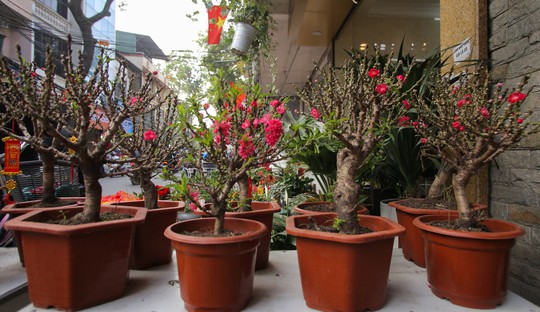 Đào mini Trung Quốc giá tiền triệu tràn ngập chợ hoa - Ảnh 2.