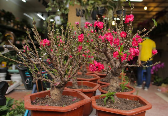 Đào mini Trung Quốc giá tiền triệu tràn ngập chợ hoa - Ảnh 5.