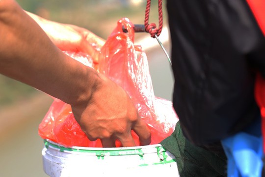 Sinh viên lên cầu Long Biên hỗ trợ người dân thả cá không thả rác - Ảnh 6.