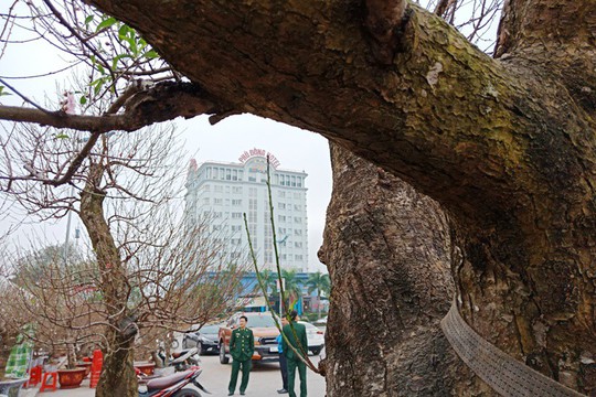 Đào cổ thụ từ Hải Phòng vào chợ Tết Thanh Hóa được “hét” giá 100 triệu đồng - Ảnh 3.