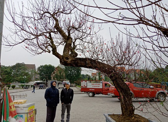 Đào cổ thụ từ Hải Phòng vào chợ Tết Thanh Hóa được “hét” giá 100 triệu đồng - Ảnh 10.