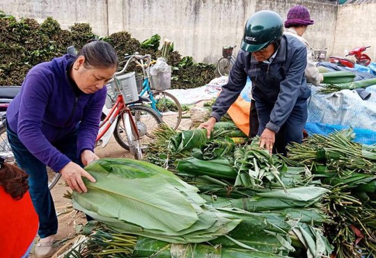 Lá dong rừng giá cao chót vót, dân vẫn đổ xô đi mua về gói bánh chưng - Ảnh 3.