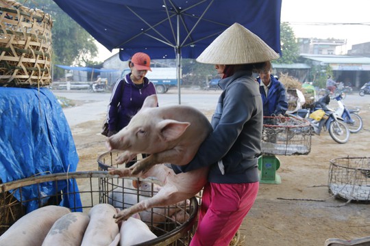 Nghề độc ở chợ heo lớn nhất Quảng Nam - Ảnh 28.