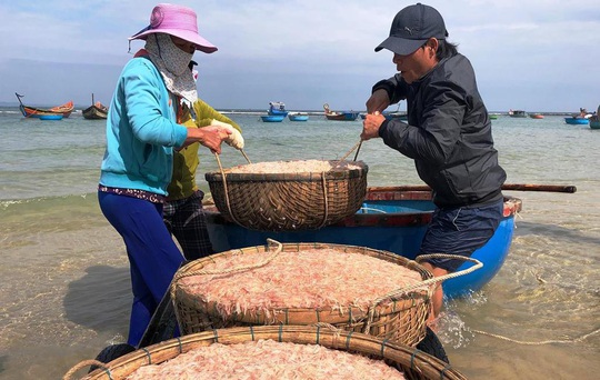 Cận Tết, ngư dân Quảng Ngãi trúng đậm mùa ruốc - Ảnh 2.