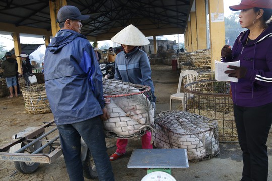 Nghề độc ở chợ heo lớn nhất Quảng Nam - Ảnh 25.