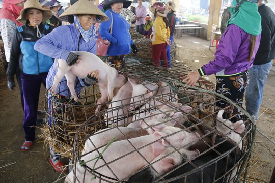 Nghề độc ở chợ heo lớn nhất Quảng Nam - Ảnh 31.