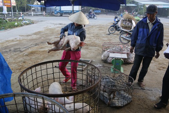 Nghề độc ở chợ heo lớn nhất Quảng Nam - Ảnh 23.