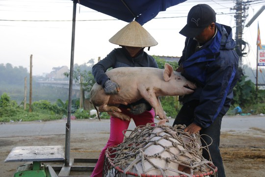 Nghề độc ở chợ heo lớn nhất Quảng Nam - Ảnh 22.