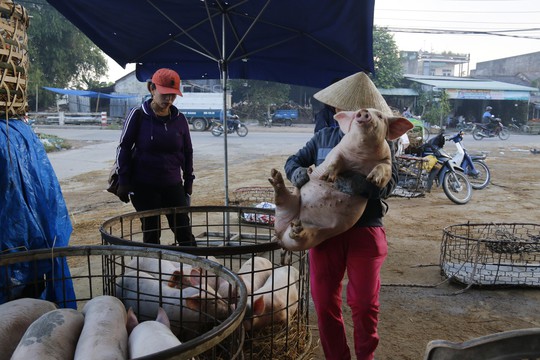 Nghề độc ở chợ heo lớn nhất Quảng Nam - Ảnh 20.