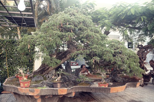 Cụ cây Động mộc nghênh xuân giá tiền tỉ, chỉ bán cho người có duyên - Ảnh 9. Cụ cây Động mộc nghênh xuân giá tiền tỉ, chỉ bán cho người có duyên - Ảnh 9.