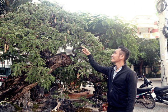 Cụ cây Động mộc nghênh xuân giá tiền tỉ, chỉ bán cho người có duyên - Ảnh 7. Cụ cây Động mộc nghênh xuân giá tiền tỉ, chỉ bán cho người có duyên - Ảnh 7.