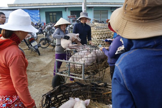 Nghề độc ở chợ heo lớn nhất Quảng Nam - Ảnh 12.