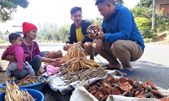 Băng rừng tìm sâm núi bán Tết - Ảnh 5. Băng rừng tìm sâm núi bán Tết - Ảnh 5.