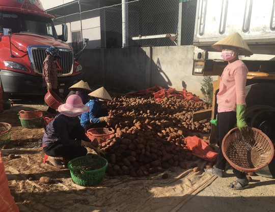 Người tiêu dùng TP HCM chê rau trái Trung Quốc - Ảnh 1.